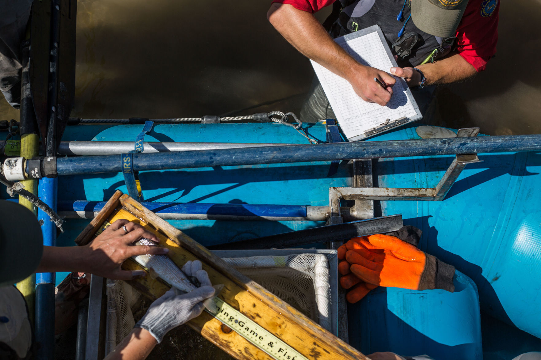 Whitefish population survey